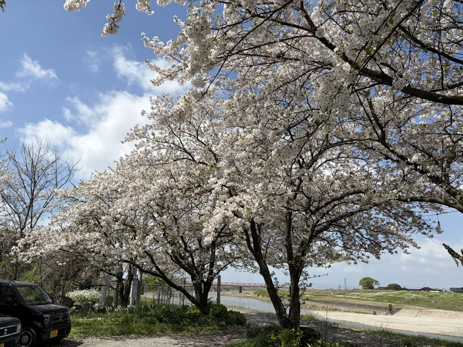 福岡の桜・青空